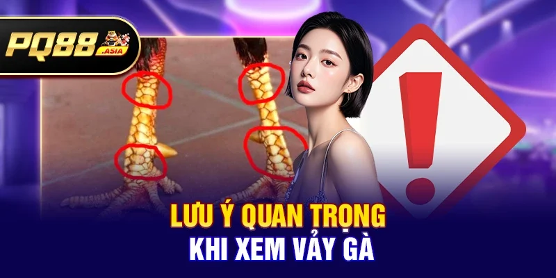 Hướng dẫn cách xem vảy gà - Bí quyết chọn gà chiến chuẩn 